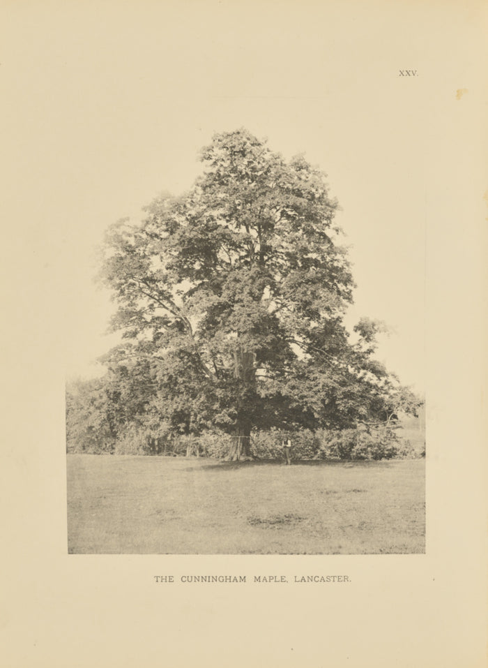 Henry Brooks:The Cunningham Maple, Lancaster,16x12