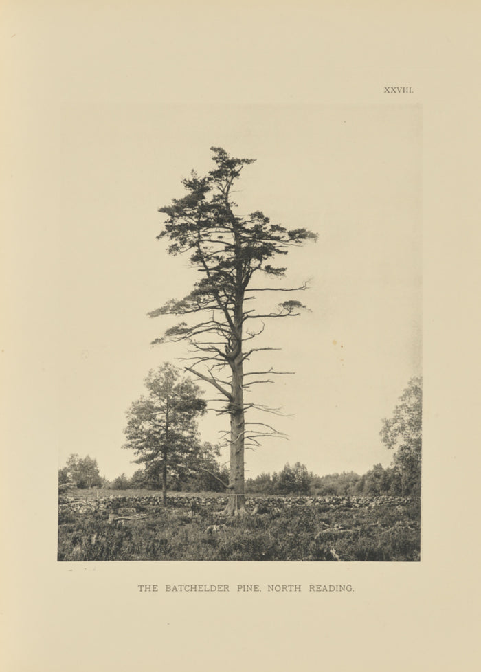 Henry Brooks:The Batchelder Pine, North Reading,16x12