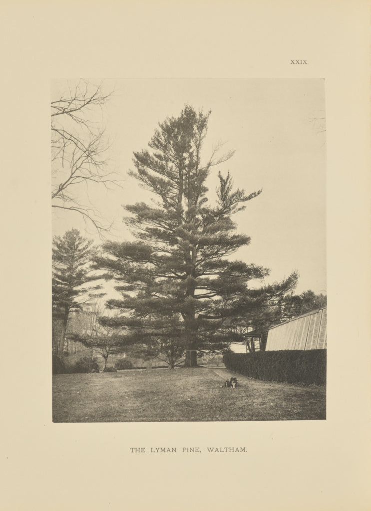 Henry Brooks:The Lyman Pine, Waltham, Poster Print Wall Art