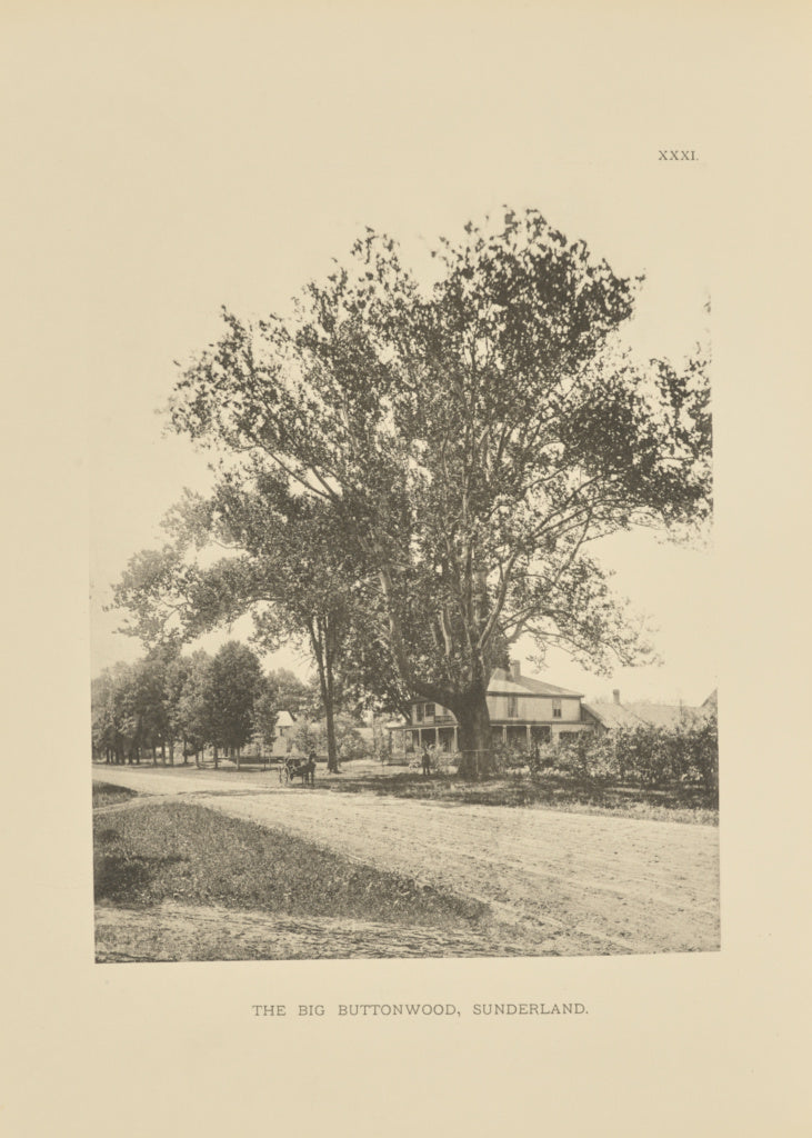 Henry Brooks:The Big Buttonwood, Sunderland, Poster Print Wall Art