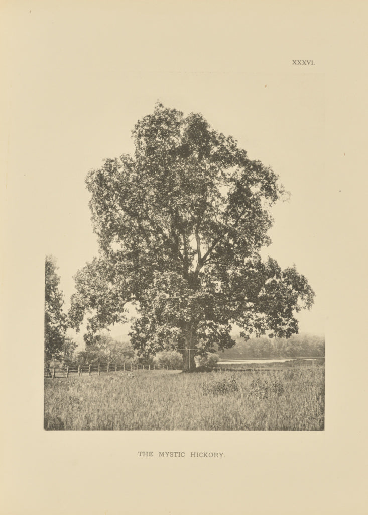 Henry Brooks:The Mystic Hickory, Poster Print Wall Art