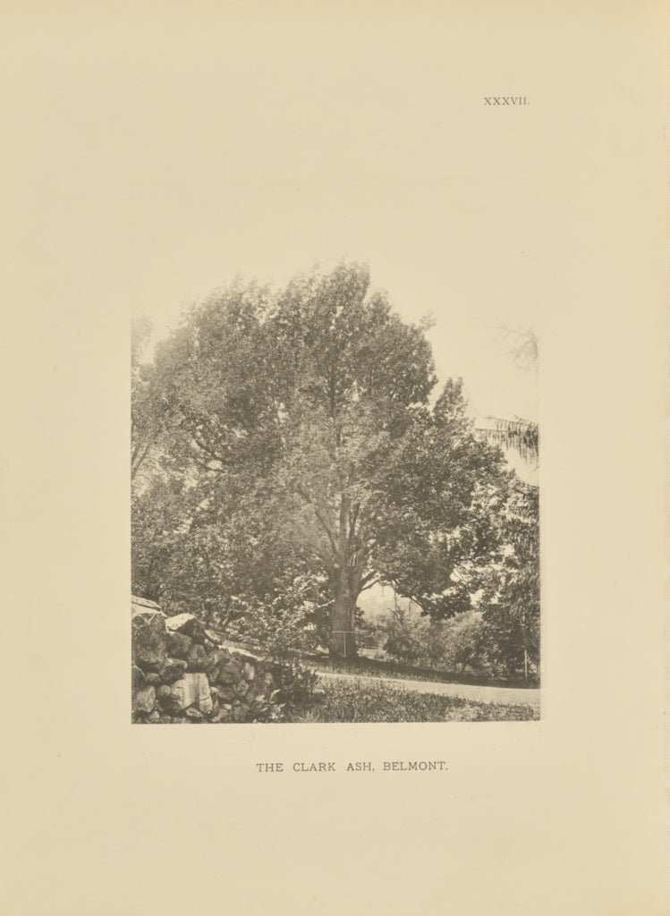 Henry Brooks:The Clark Ash, Belmont, Poster Print Wall Art