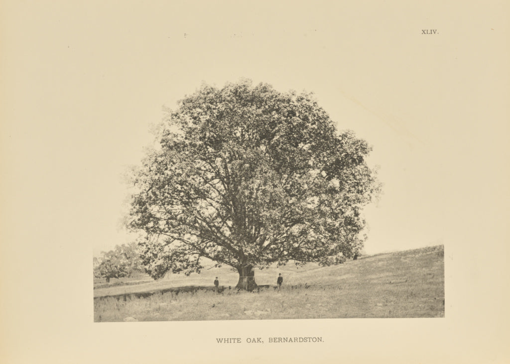 Henry Brooks:White Oak, Bernardston, Poster Print Wall Art