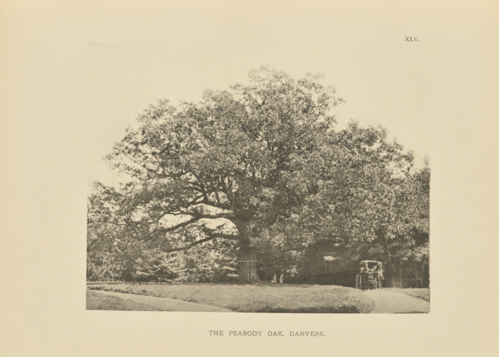 Henry Brooks:The Peabody Oak, Danvers, Poster Print Wall Art