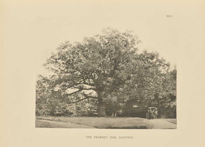 Henry Brooks:The Peabody Oak, Danvers,16x12