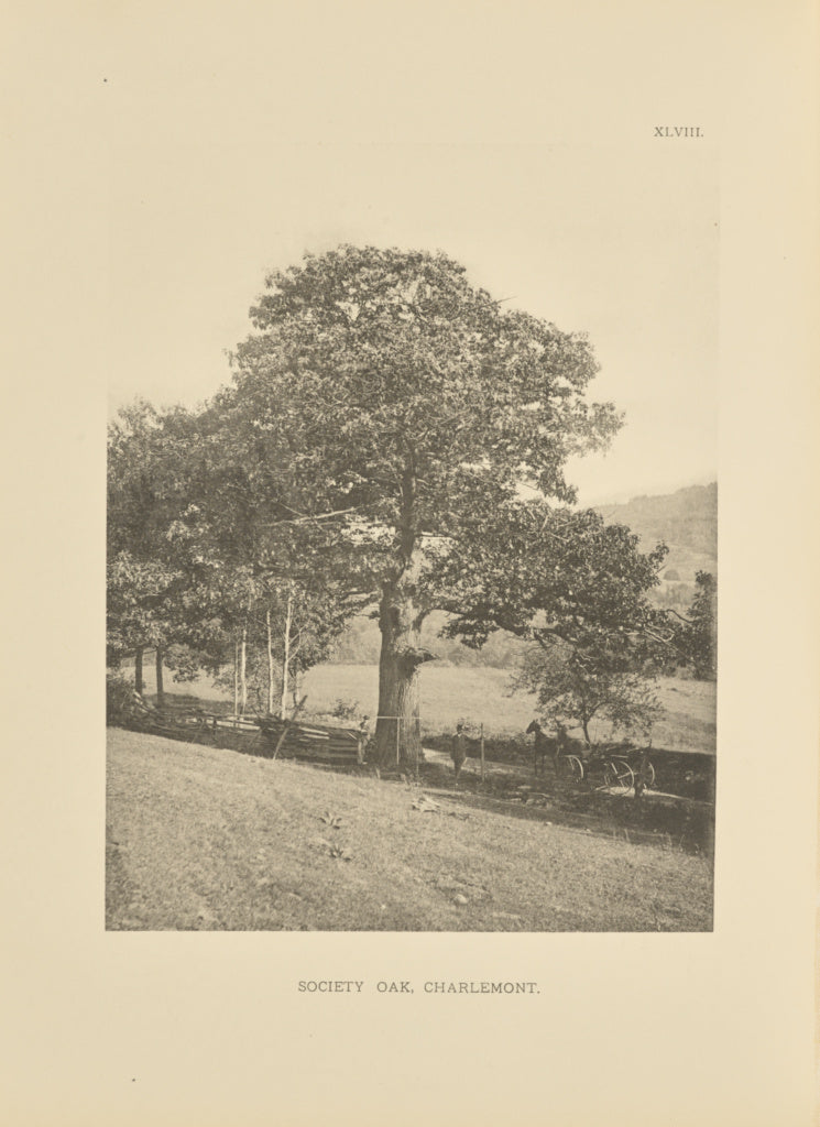 Henry Brooks:Society Oak, Charlemont, Poster Print Wall Art