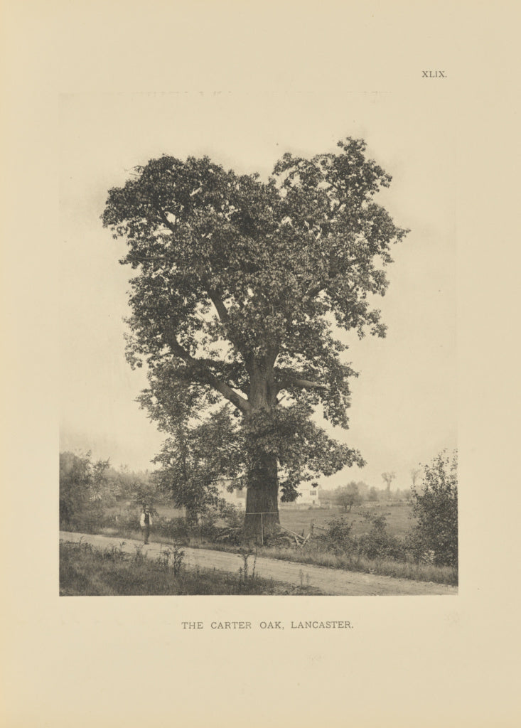Henry Brooks:The Carter Oak, Lancaster, Poster Print Wall Art