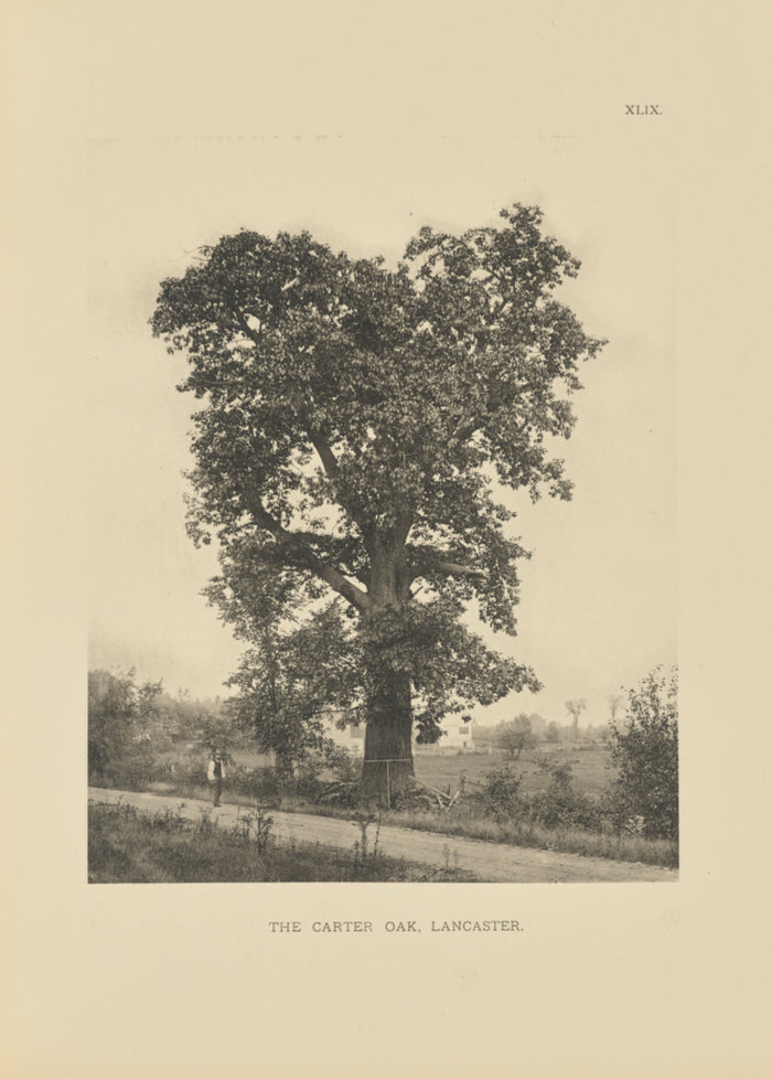 Henry Brooks:The Carter Oak, Lancaster,16x12