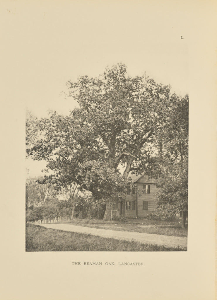 Henry Brooks:The Beaman Oak, Lancaster, Poster Print Wall Art