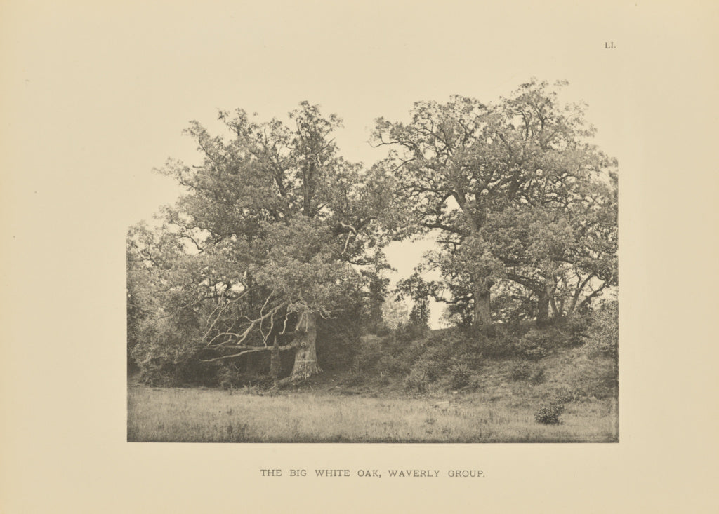 Henry Brooks:The Big White Oak, Waverly Group, Poster Print Wall Art