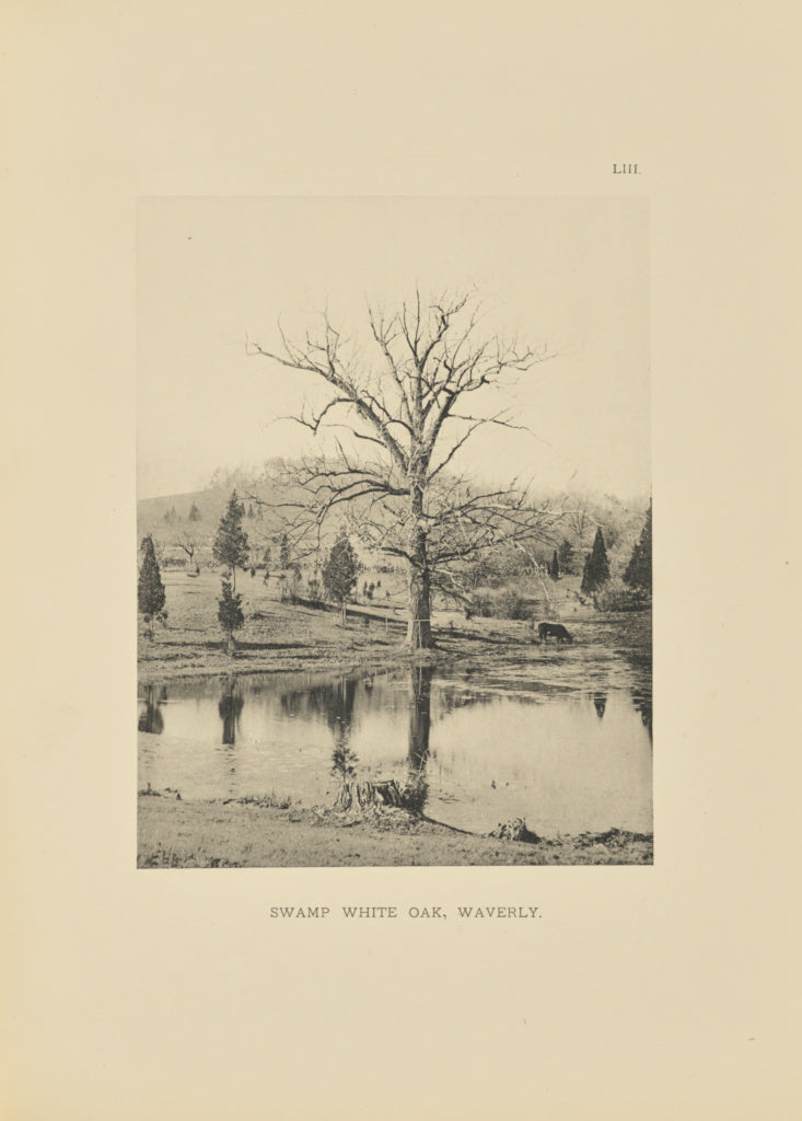 Henry Brooks:Swamp White Oak, Waverly, Poster Print Wall Art