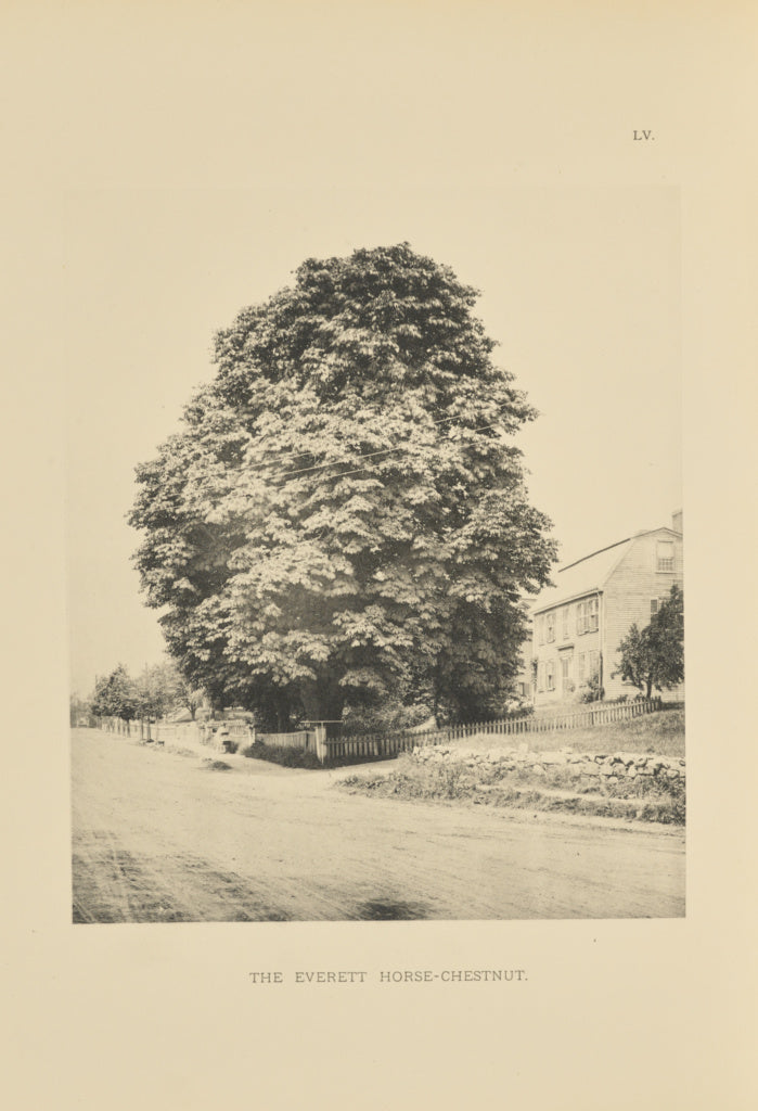 Henry Brooks:The Everett Horse-Chestnut, Poster Print Wall Art