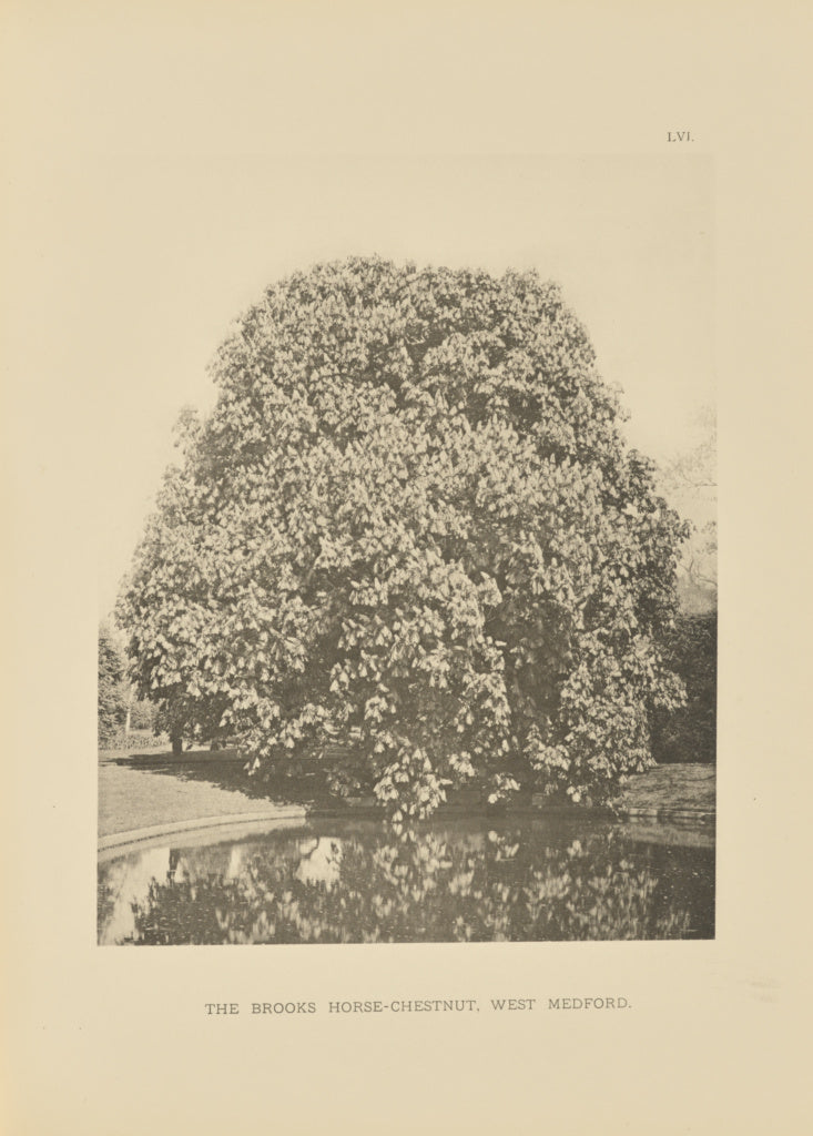 Henry Brooks:The Brooks Horse-Chestnut, West Medford, Poster Print Wall Art