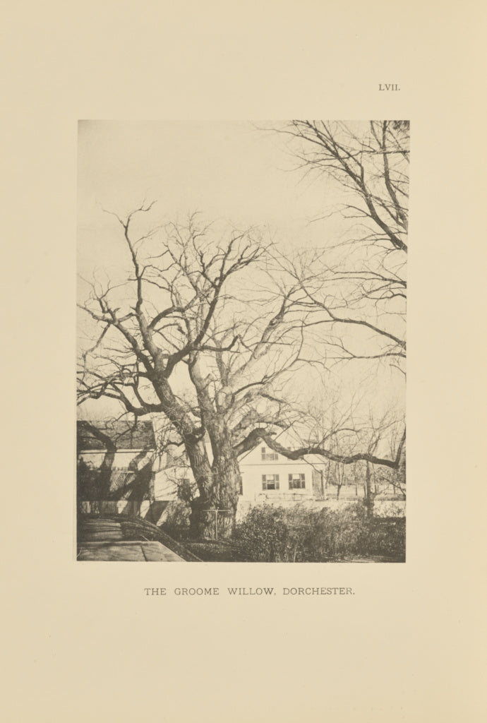 Henry Brooks:The Groome Willow, Dorchester, Poster Print Wall Art