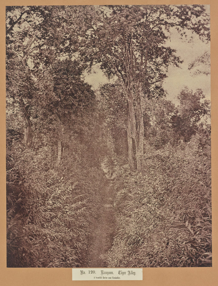 Capt. Linnaeus Tripe:No. 120. Rangoon. Tiger Alley,16x12