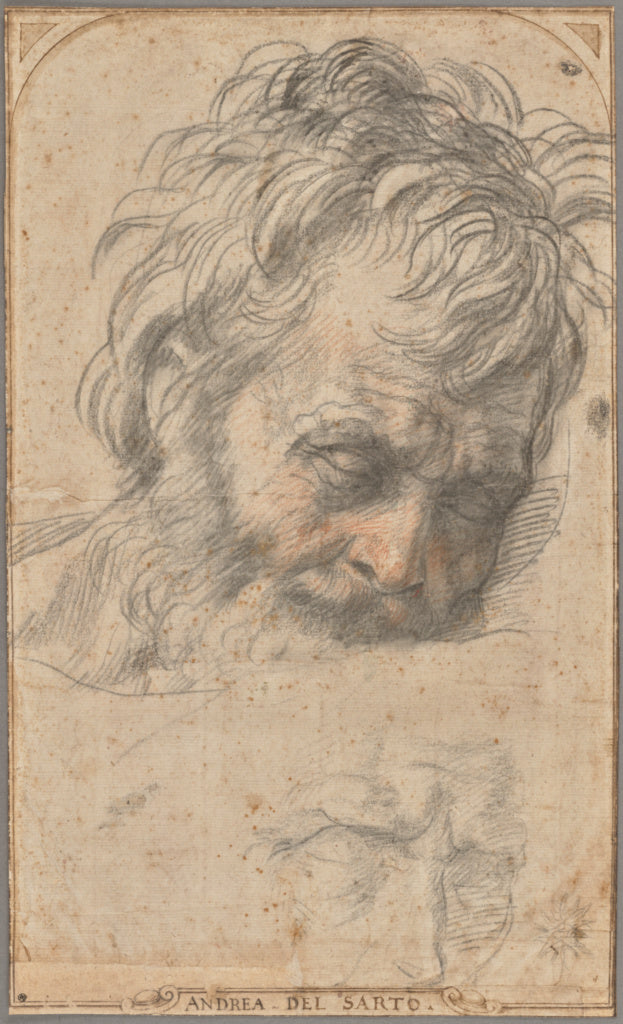 Andrea del Sarto:Study for the Head of Saint Joseph (recto);,16x12