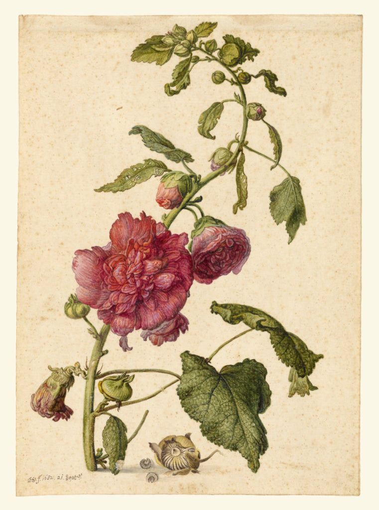 Herman Saftleven the Younger:A Hollyhock,16x12"(A3)Poster