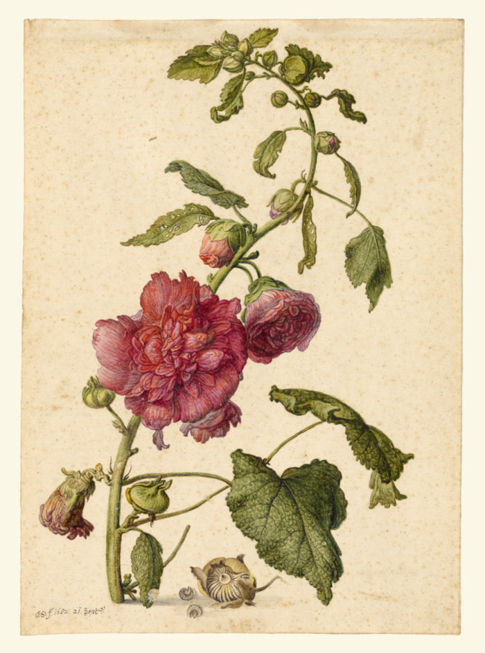 Herman Saftleven the Younger:A Hollyhock,16x12