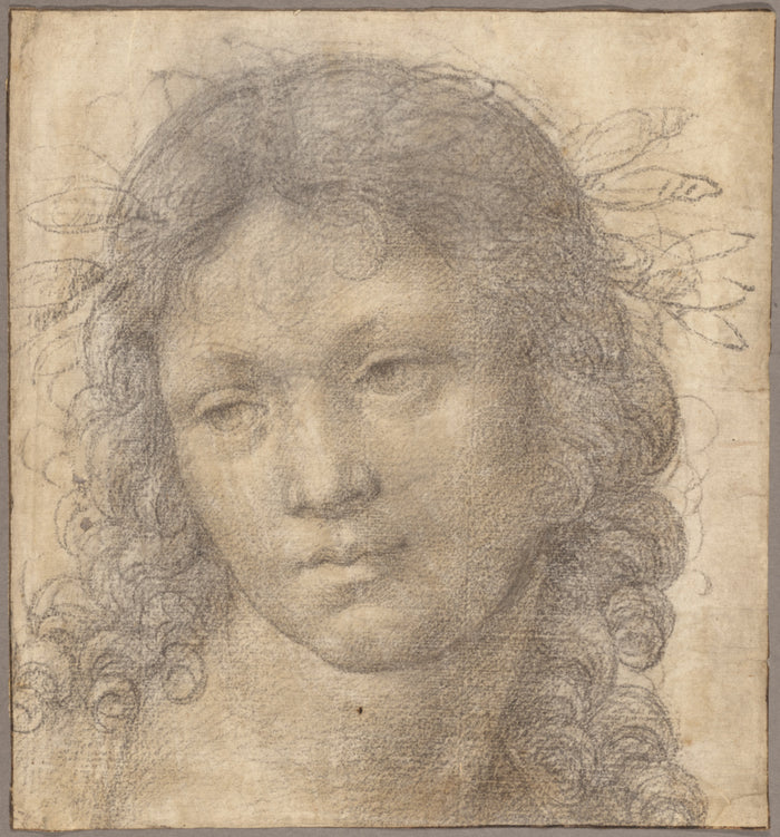 Lorenzo di Credi  , about 1456 - 1536):The Head of a Young B,16x12