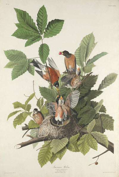 Robert Havell after John James Audubon:American Robin,16x12"(A3) Poster