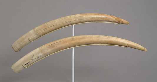 :Pair of Walrus Tusks -16x12"(A3) Poster