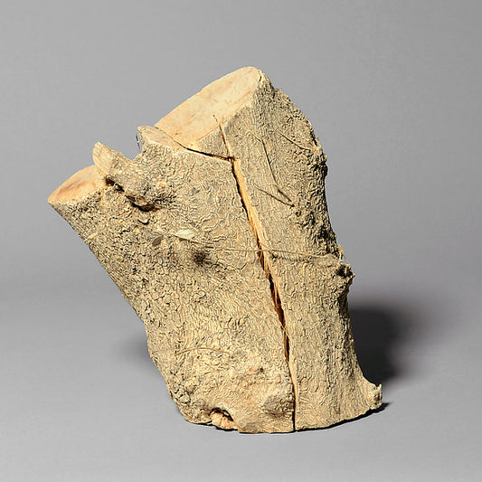 :Boxwood Specimen -16x12"(A3) Poster