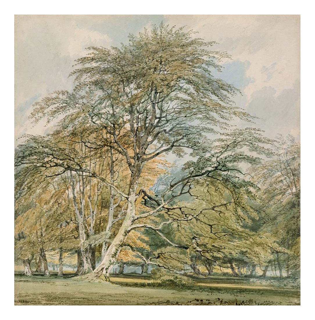 Beech Trees at Norbury Park, Surrey, 1797 by John Mallord William Turner RA