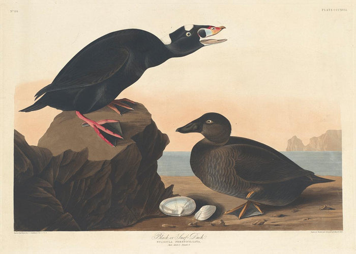 Robert Havell after John James Audubon:Black or Surf Duck,16x12