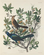 John T. Bowen after John James Audubon:Boat-tailed Grackle,16x12"(A3) Poster