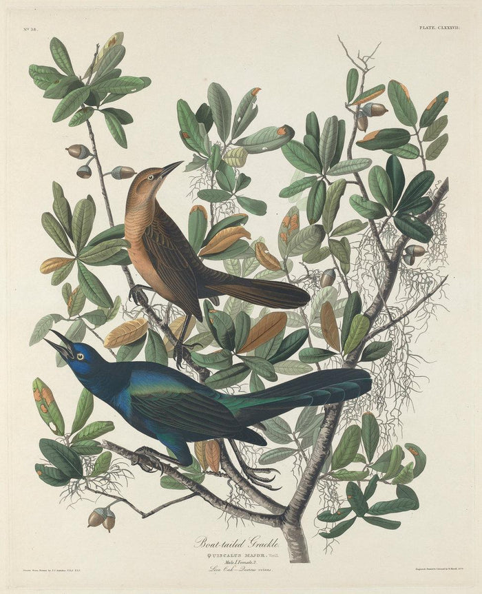 John T. Bowen after John James Audubon:Boat-tailed Grackle,16x12