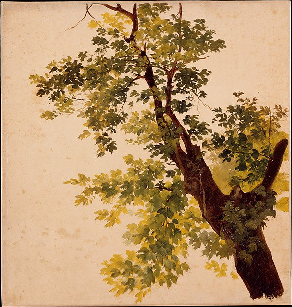 Giovanni Battista Camuccini:Study of a Tree Limb 1840s-16x12"(A3) Poster