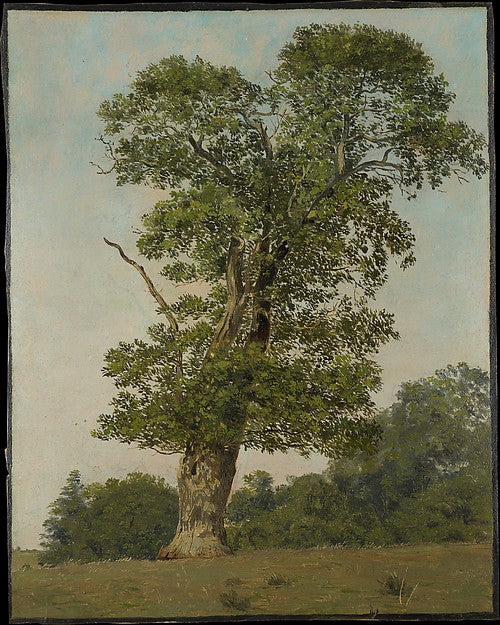 Lorenz Frølich:A Large Oak 1837-16x12"(A3) Poster