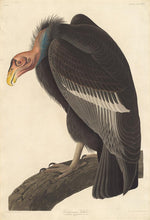 Robert Havell after John James Audubon:Californian Vulture,16x12"(A3) Poster