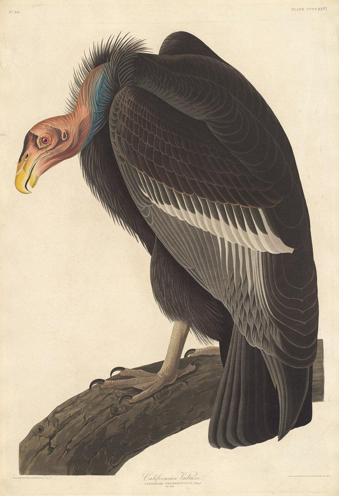 Robert Havell after John James Audubon:Californian Vulture,16x12