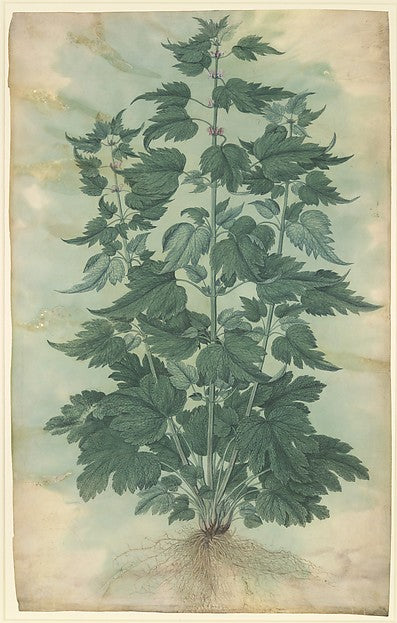 Botanical Specimen  1577–91-Jacopo Ligozzi,  Poster Print Wall Art