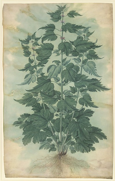 Botanical Specimen  1577–91-Jacopo Ligozzi,16x12