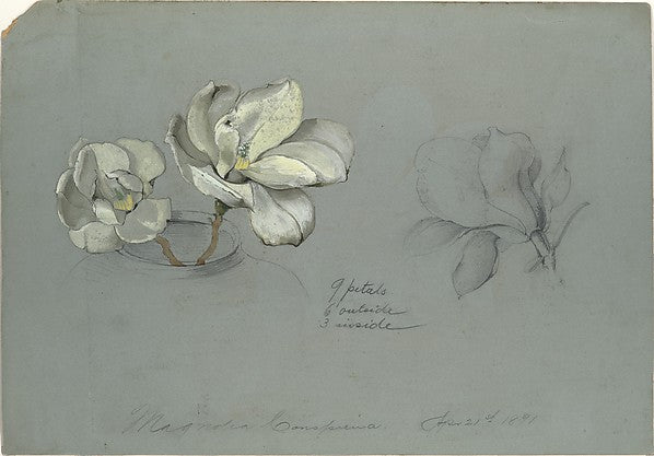 Magnolia Conspicua 1891-Tiffany & Co., Poster Print - Wall Art