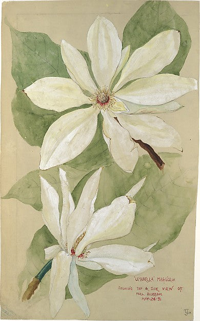 Umbrella Magnolia 1891-Tiffany & Co., Poster Print - Wall Art