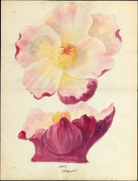 Design drawing of magnolia blossom of floral capital from logg,  Poster Print