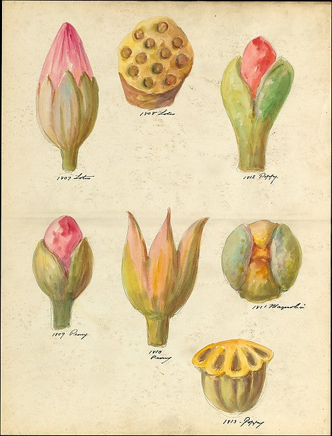 Design drawing of flower buds and seedpods of floral capitals, Poster Print - Wall Art