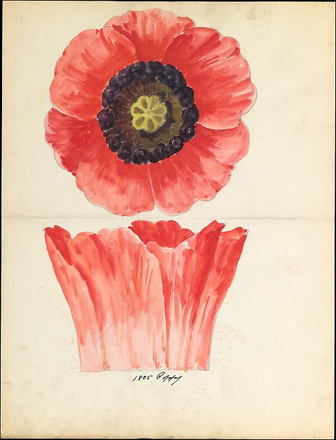 Design drawing of of poppy blossom of floral capital from logg,  Poster Print