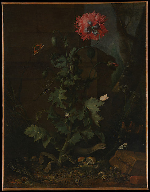 Otto Marseus van Schrieck:Still Life with Poppy Insects and -16x12"(A3) Poster