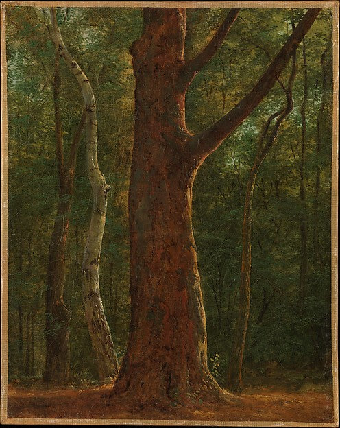 Achille-Etna Michallon:Beech Tree by 1817-16x12"(A3) Poster