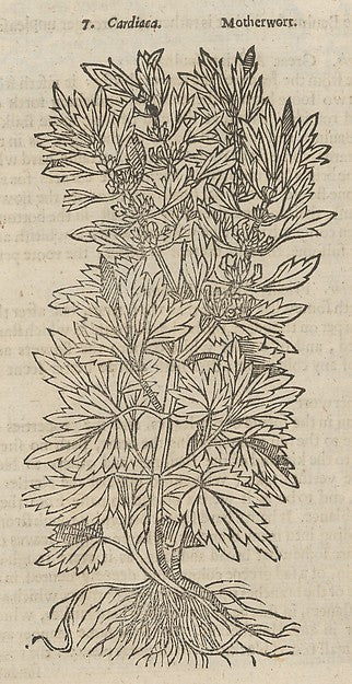 Theatrum Botanicum  the Theatre of Plants or An Universal and,  Poster Print Wall Art