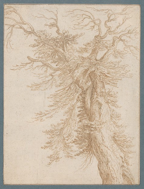 Study of a Tree late 16th–early 17th cent-Jacques de Gheyn II ,16x12