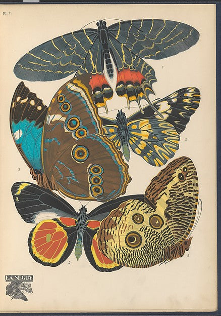 :Papillons Pl. 2 [c1920-29]-16x12"(A3) Poster
