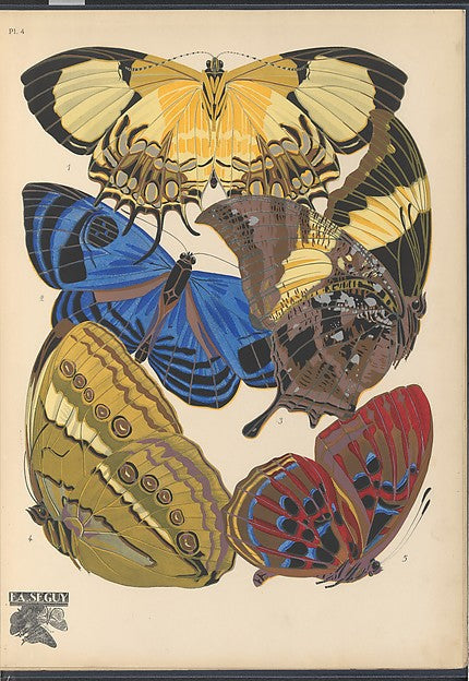 :Papillons Pl. 4 [c1920-29]-16x12"(A3) Poster