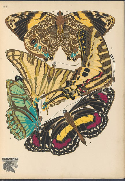 :Papillons Pl. 5 [c1920-29]-16x12"(A3) Poster