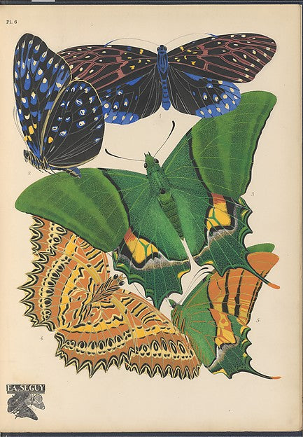:Papillons Pl. 6 [c1920-29]-16x12"(A3) Poster
