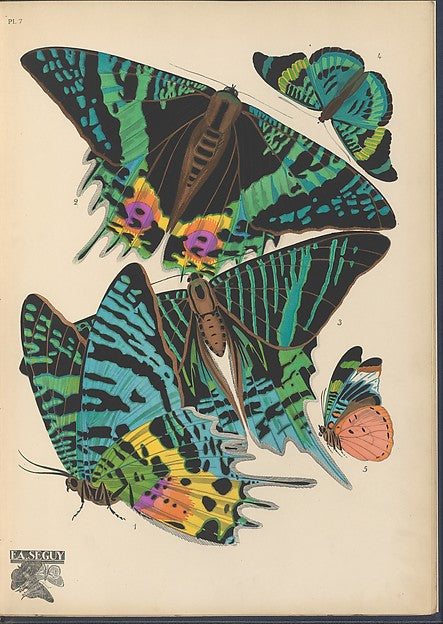 :Papillons Pl. 7 [c1920-29]-16x12"(A3) Poster